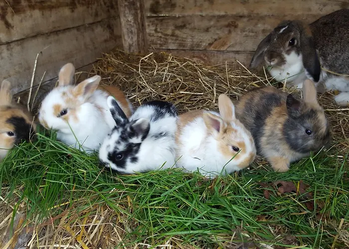 Eden Campingplads 4*