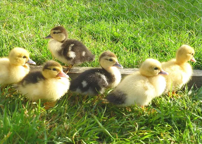 Eden La Baule-Escoublac